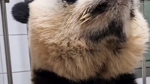 爱宝决定要跟乐宝离婚了