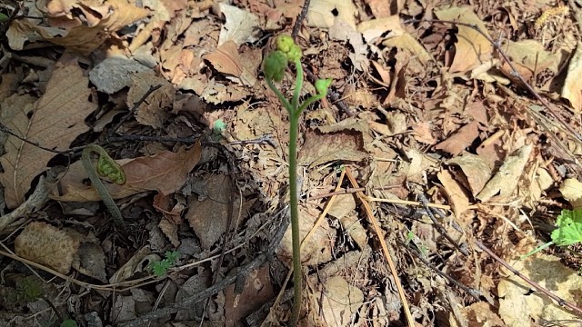 蕨菜猴腿菜苦力芽