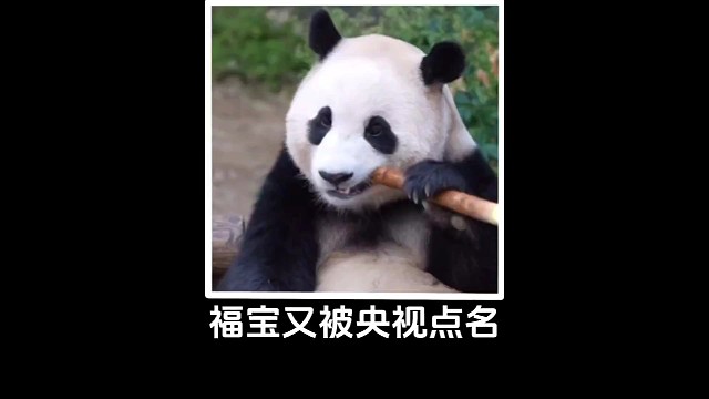 福宝尚未登场，却已为地域经济注入了强大的活力