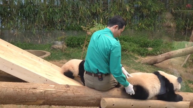爷爷为了辉宝的土豆腿也是拼了，这算不算是拔苗助长，我现在有理由怀疑福宝的大长腿就是这样来的~