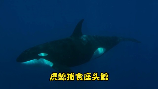 虎鲸捕食座头鲸