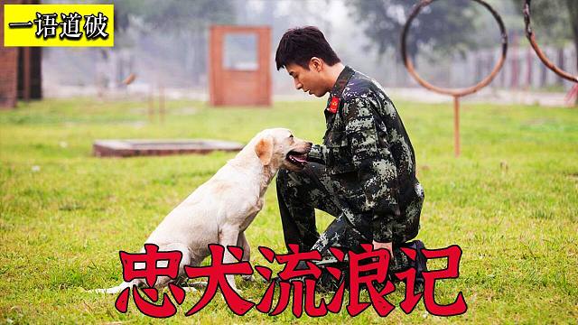（2）搜救犬沦为流浪狗，用尽一生去寻找主人《忠犬流浪记》
