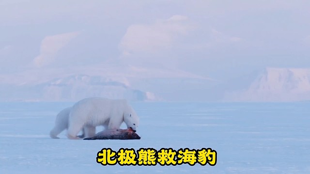 北极熊救海豹
