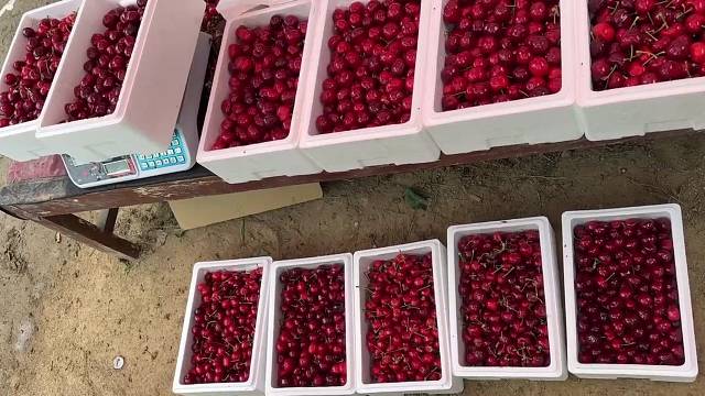 露天大樱桃母亲节送礼首选