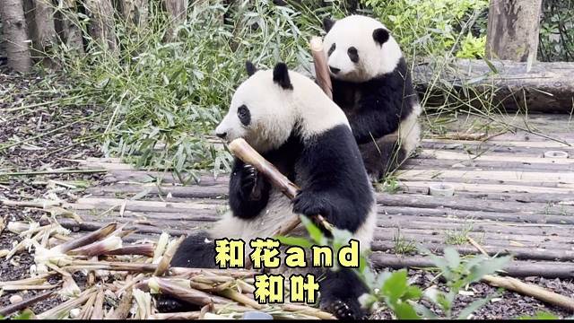 大熊猫和花和叶用餐时间