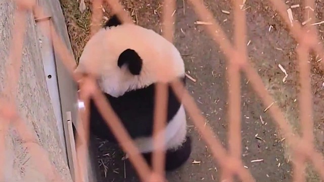 睿宝自己开门找爷爷被爷爷“轰”了出去~哈哈