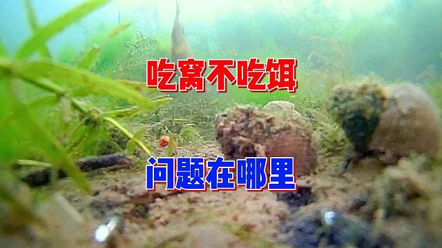 野釣時(shí)窩里有魚星，但只吃窩料不吃鉤咋辦？有可能問題在這里