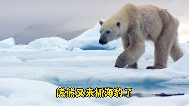 熊熊又来抓海豹了