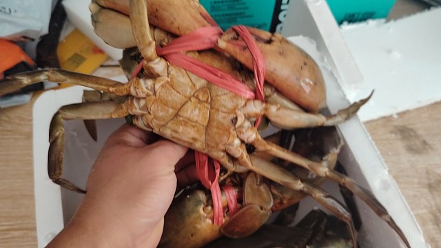 大货就是猛，根本抓不到它，拼命往外跑