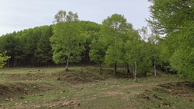 每天坚持上山采野菜