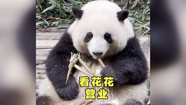 看花宝局营业真的太享受了