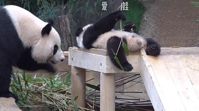 爱宝训娃被不忍心的爷爷叫停，结果……哈哈笑死了