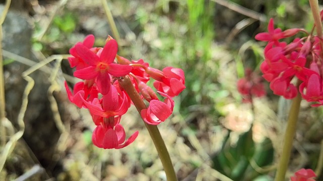 来自大自然的馈赠