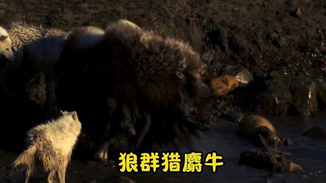 狼群猎麝牛