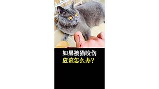 如果被貓咬傷應該怎么辦？