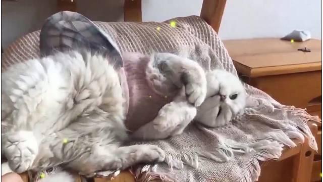 干嘛打扰人家睡觉～