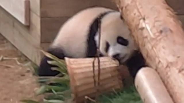 真的好喜欢辉宝这种人里人气的样子~