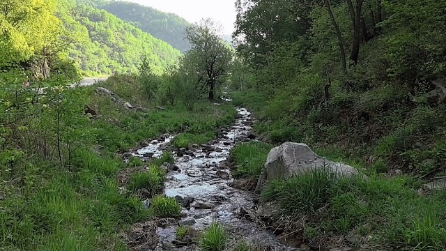 带你认识一下山野菜