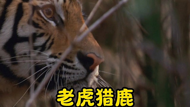 老虎猎鹿