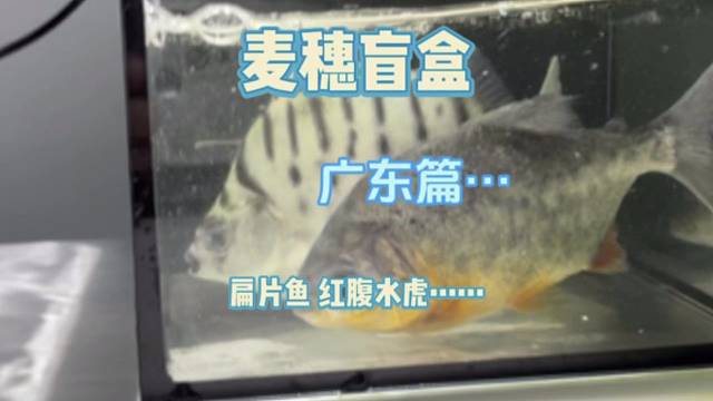 麦穗盲盒之广东篇…