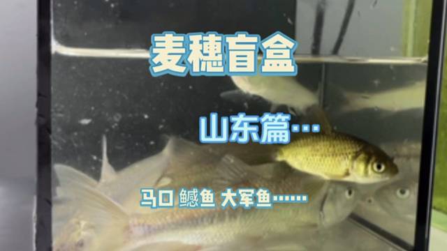 麦穗盲盒之山东篇～