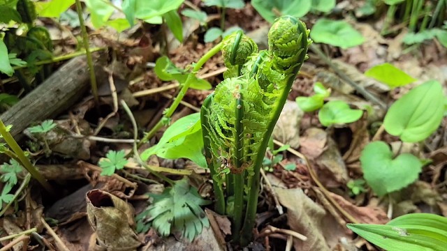 采野菜我是认真的