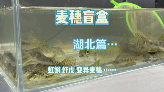 麦穗盲盒之湖北篇！