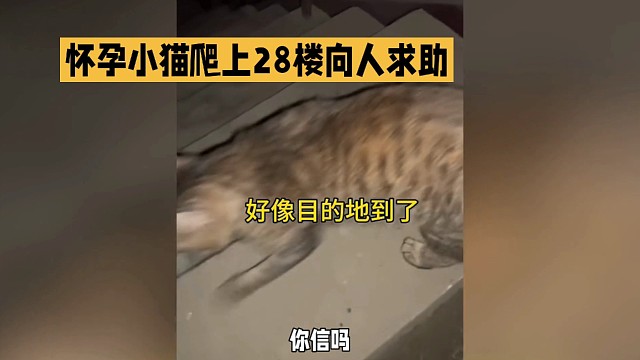 你信吗？猫也会求助呀！近日，成都一只怀孕小猫爬上28楼向人求救的事迹火了！