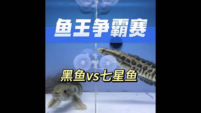 鱼王争霸赛！