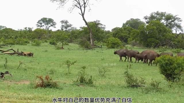 弱肉強(qiáng)食的動(dòng)物世界