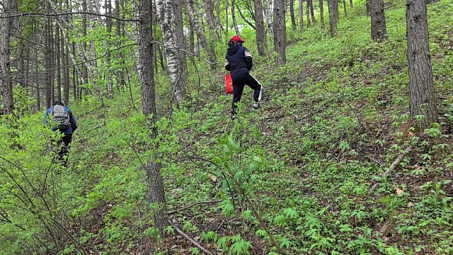 带网友体验上山采野菜