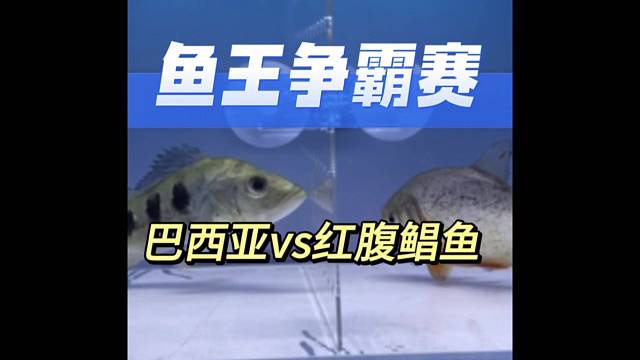 鱼王争霸赛！