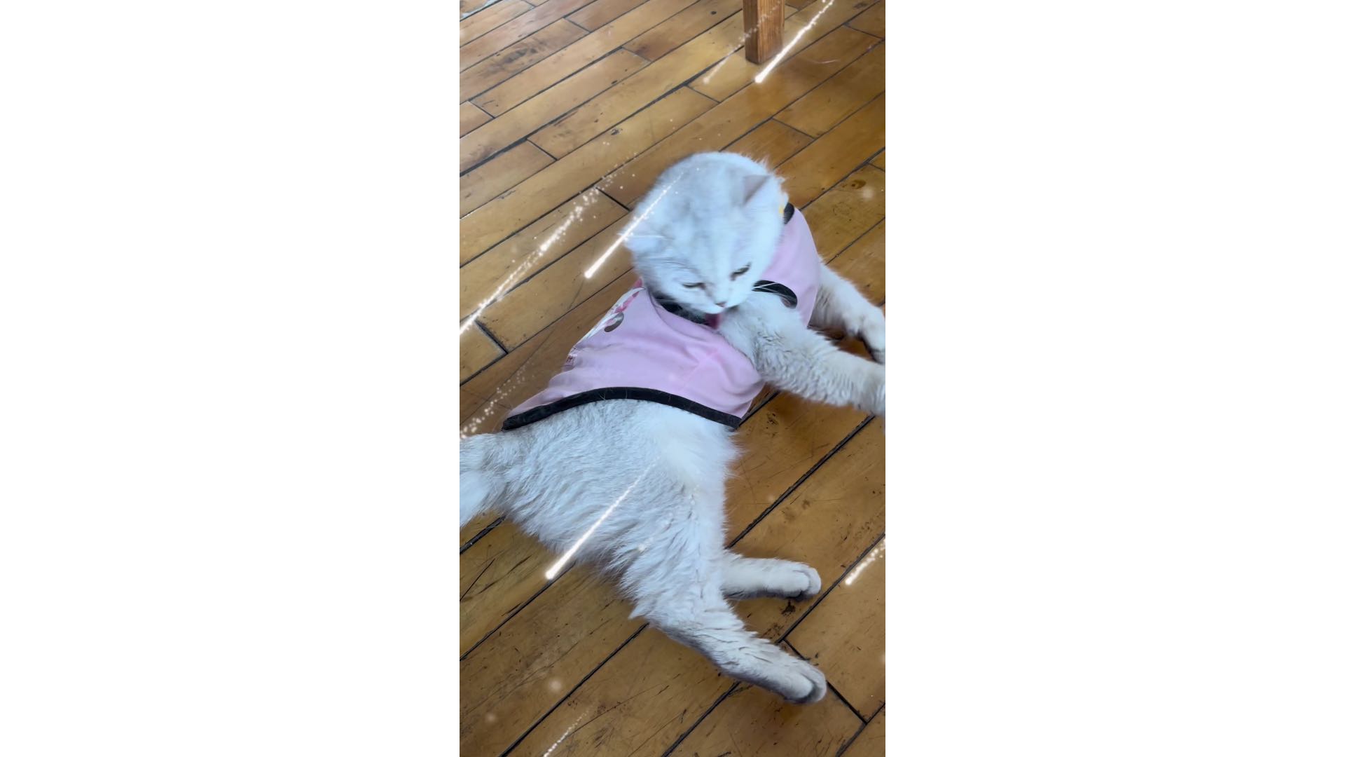 今天这毛舔起来口感不对啊