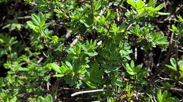 采高山寒茶采野菜