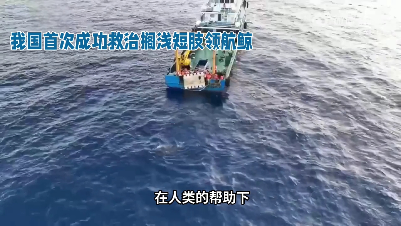 在人类的帮助下，受伤的短肢领航鲸海棠终于回归自然啦！145天的漫长救护，终于画上了圆满的句号！