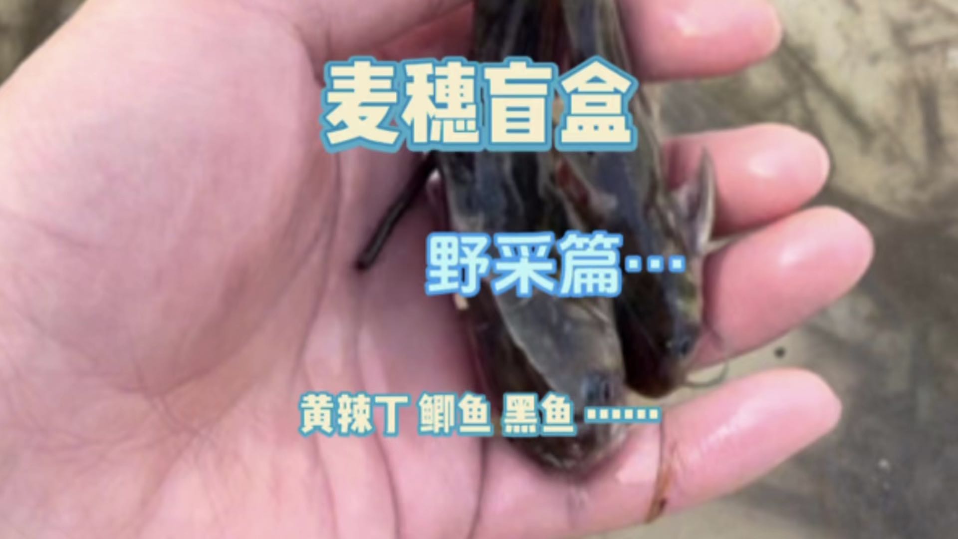 麦穗盲盒野采篇…