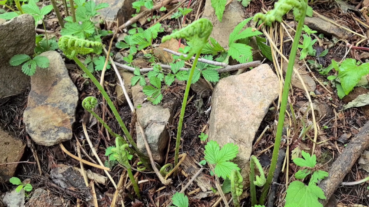 采山野菜的一天开始了
