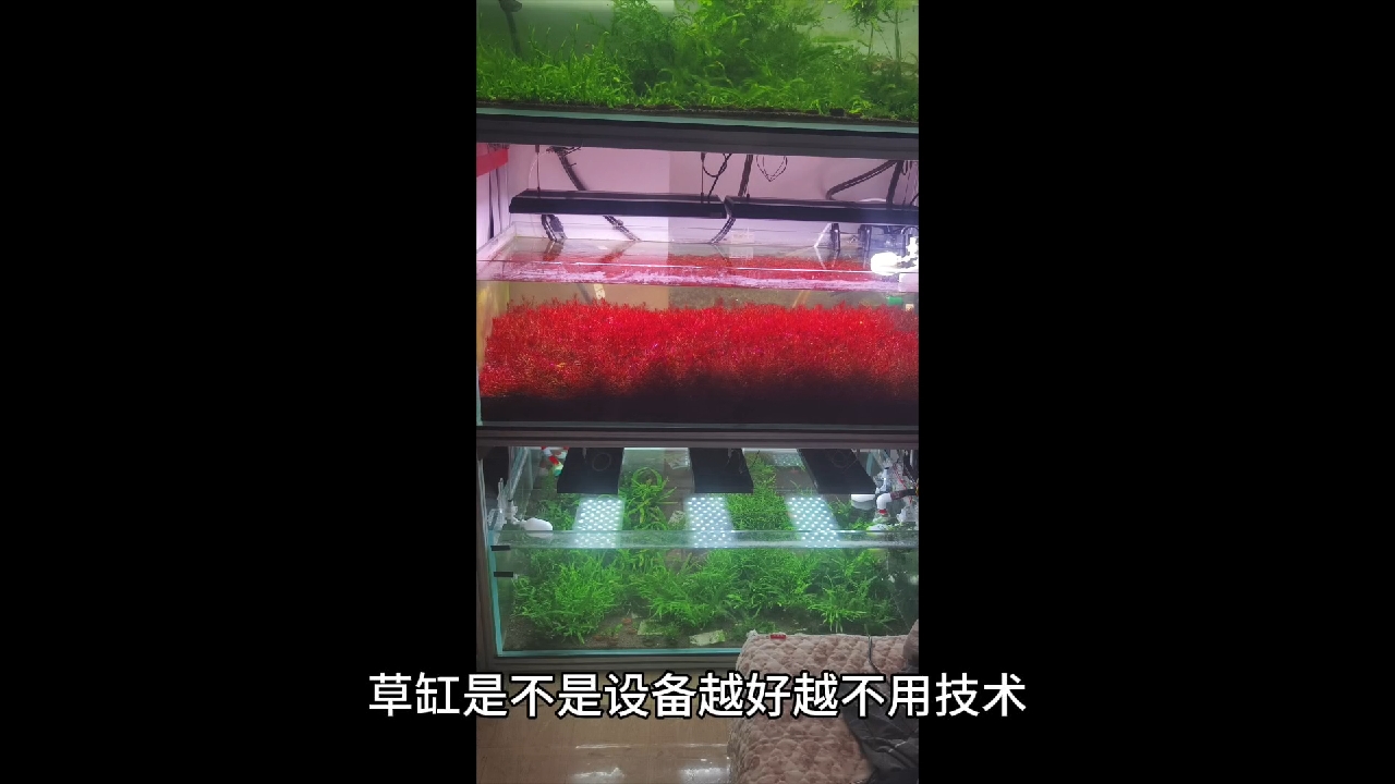 草缸设备越好养殖难度越低对吗？