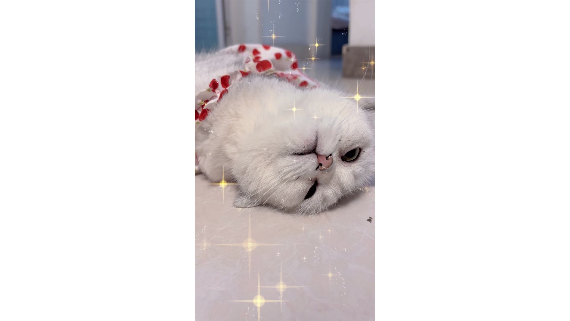 看我～看我～看我