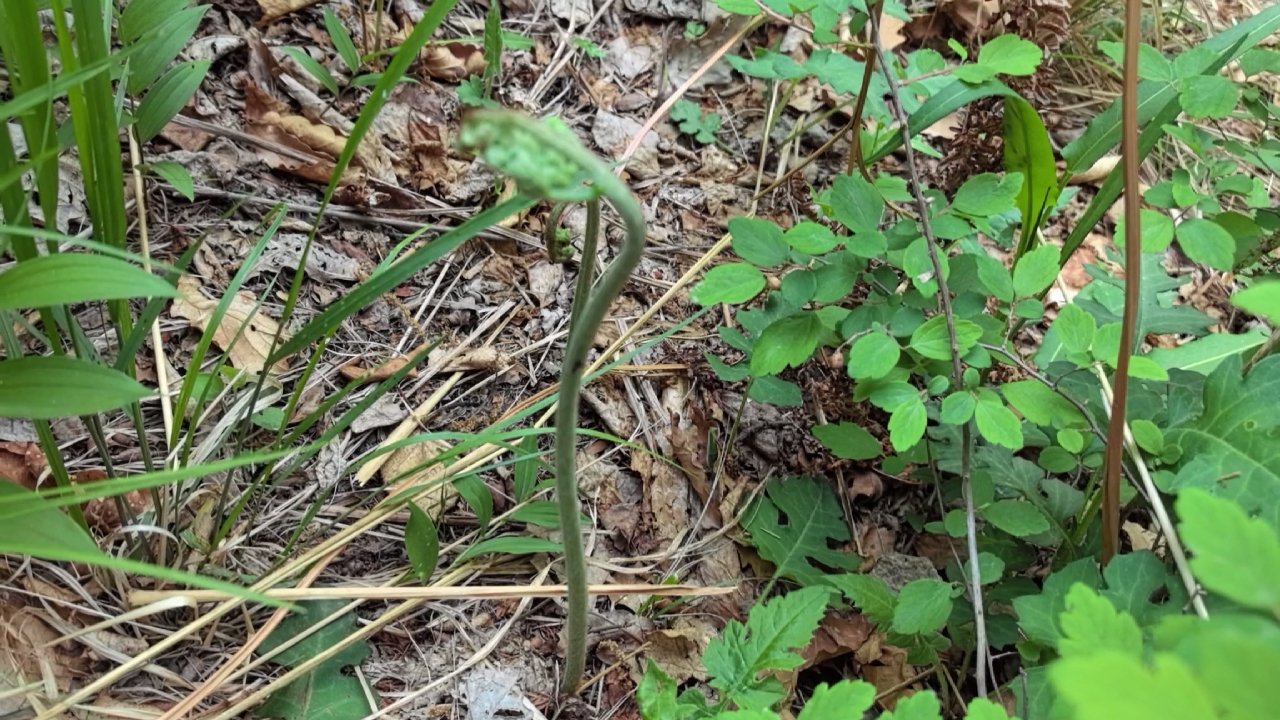 采野菜的日常生活