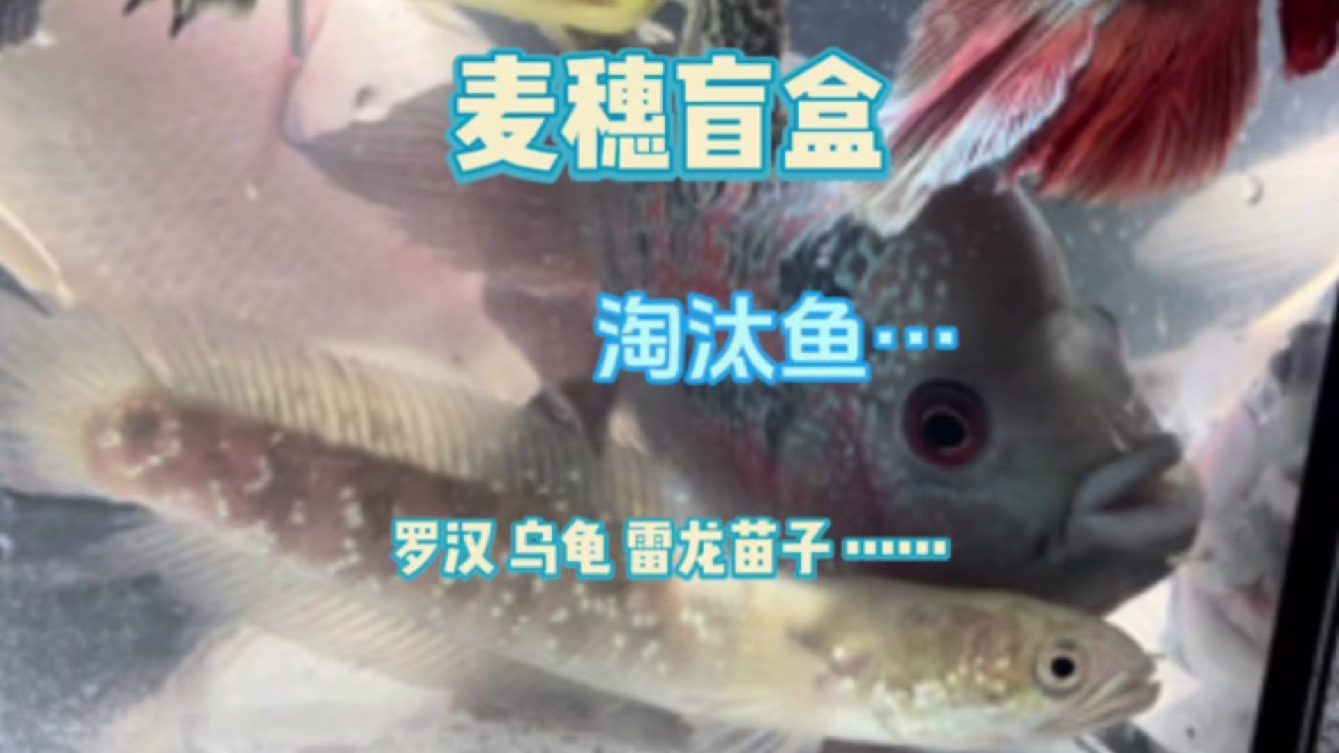 麦穗盲盒淘汰鱼！