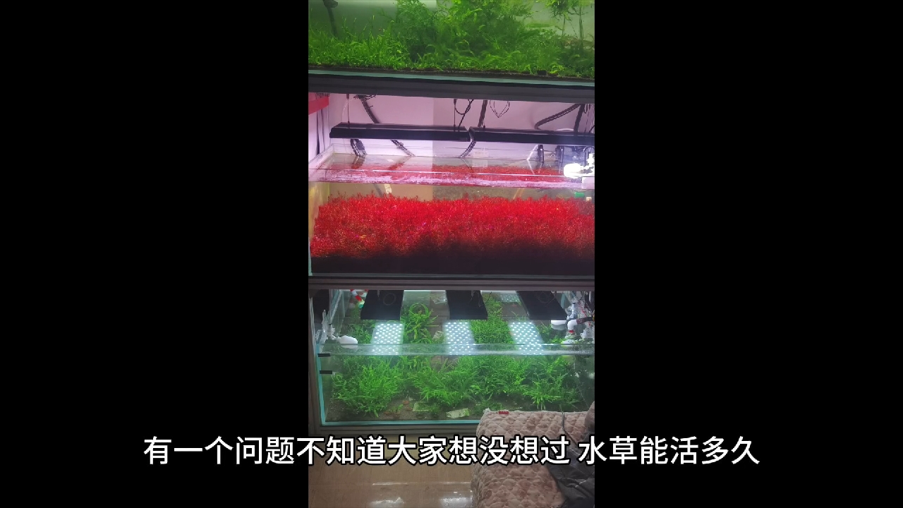 水草的寿命能活多久