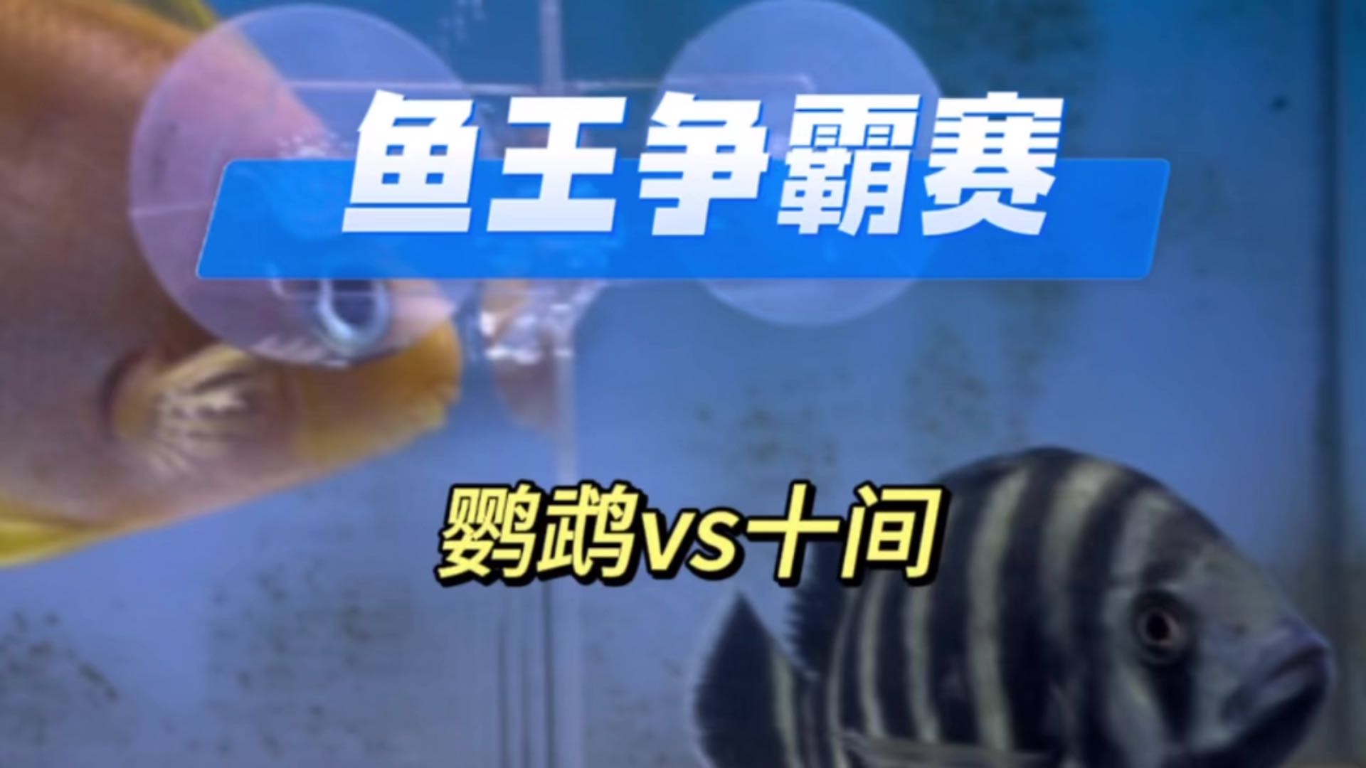 鱼王争霸赛！