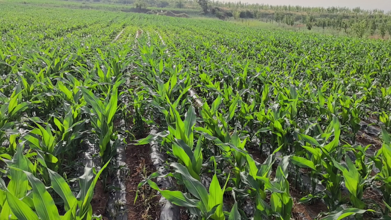 祝大家端午节快乐