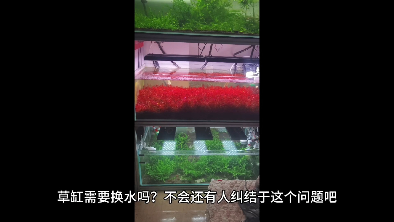 草缸换水的问题科普下