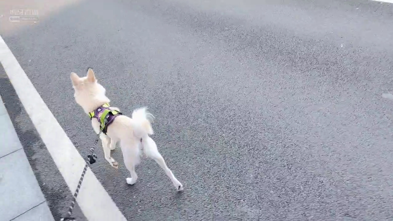 震惊！狗子想给我说这话~