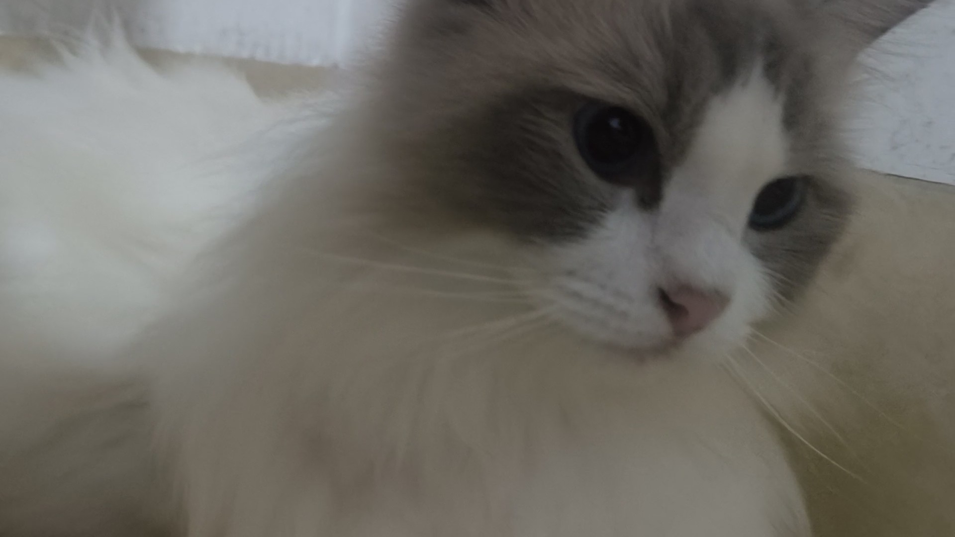 今晚不播了 我玉玉了 要去喝酒发泄了