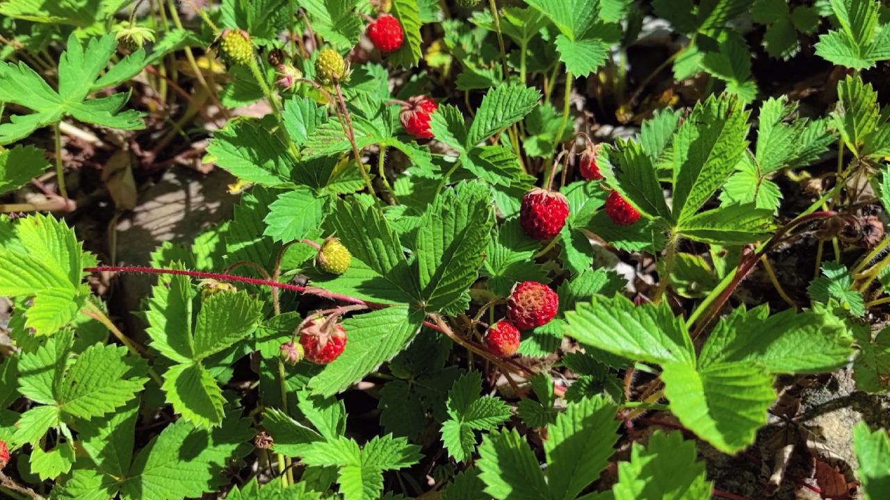 爬山采山茶摘草莓