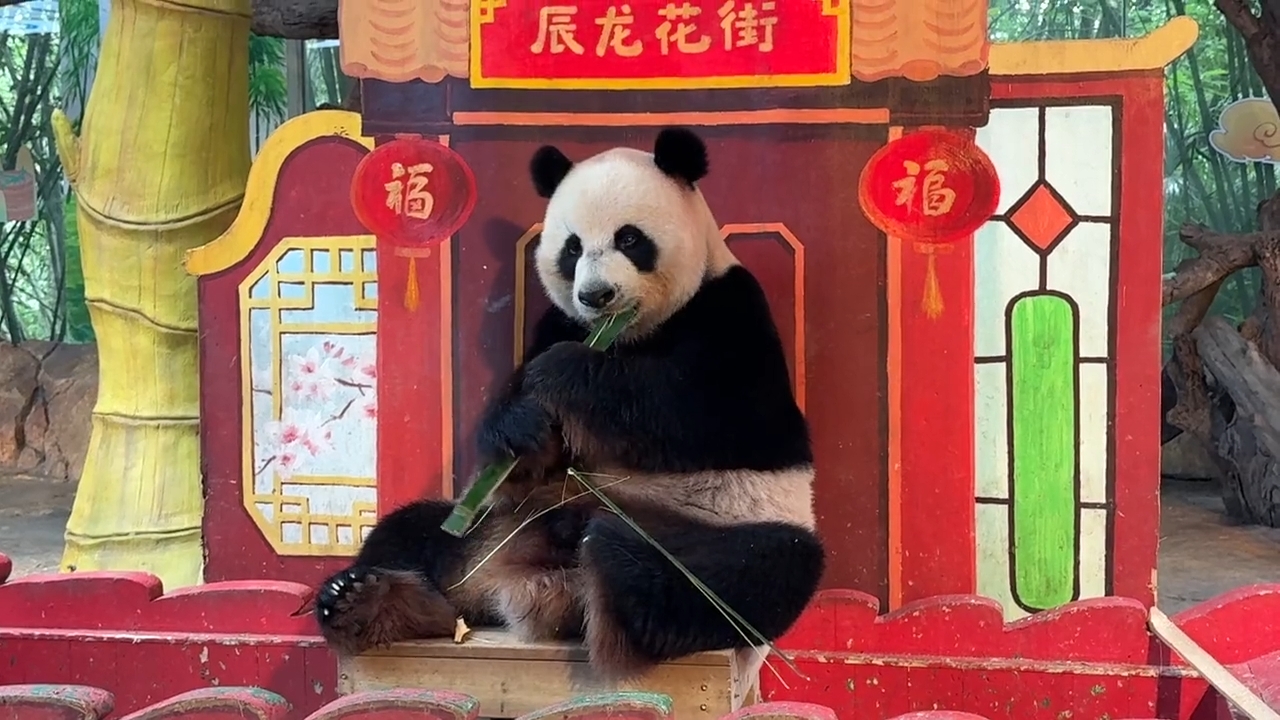 看国宝大熊猫帅帅拉完青团再吃竹子，非常悠闲自在