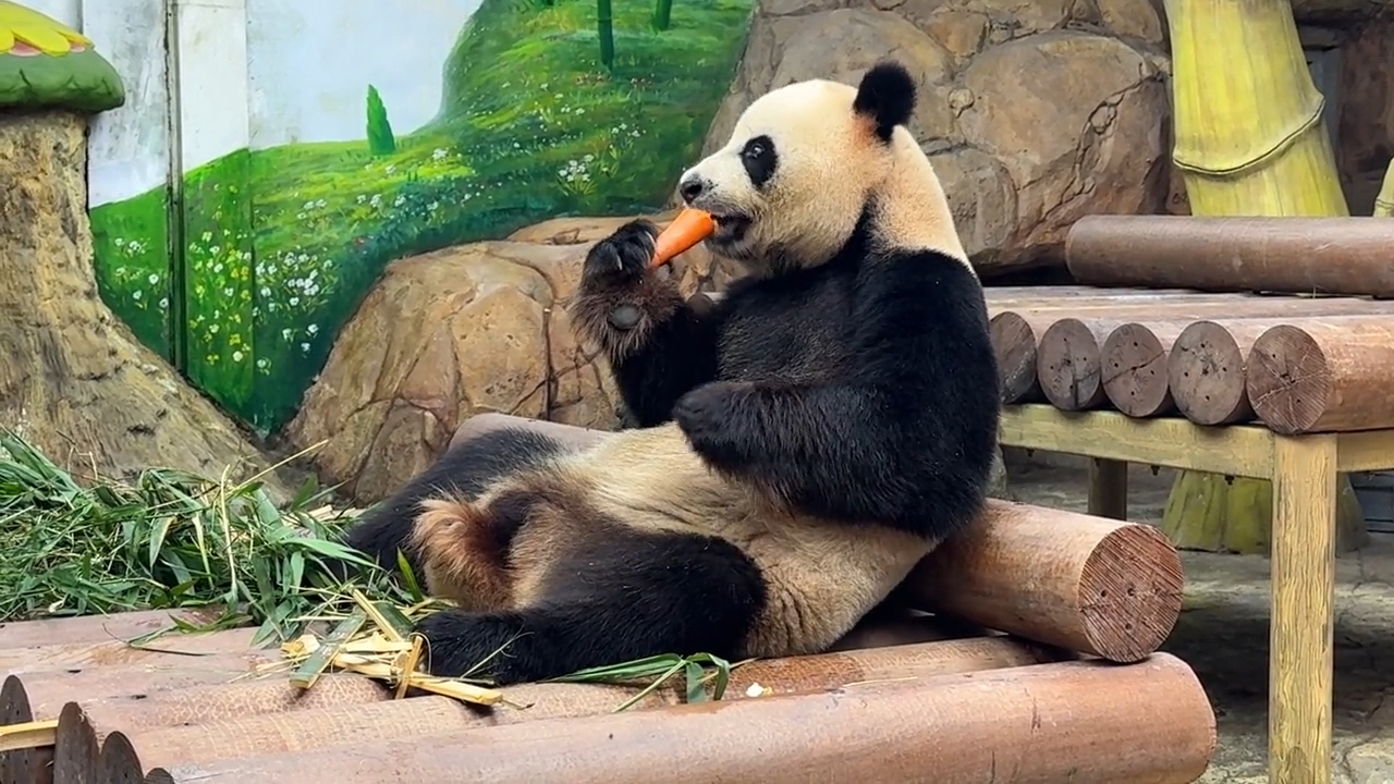 看国宝大熊猫三胞胎老二帅帅吃胡萝卜好惬意好开心